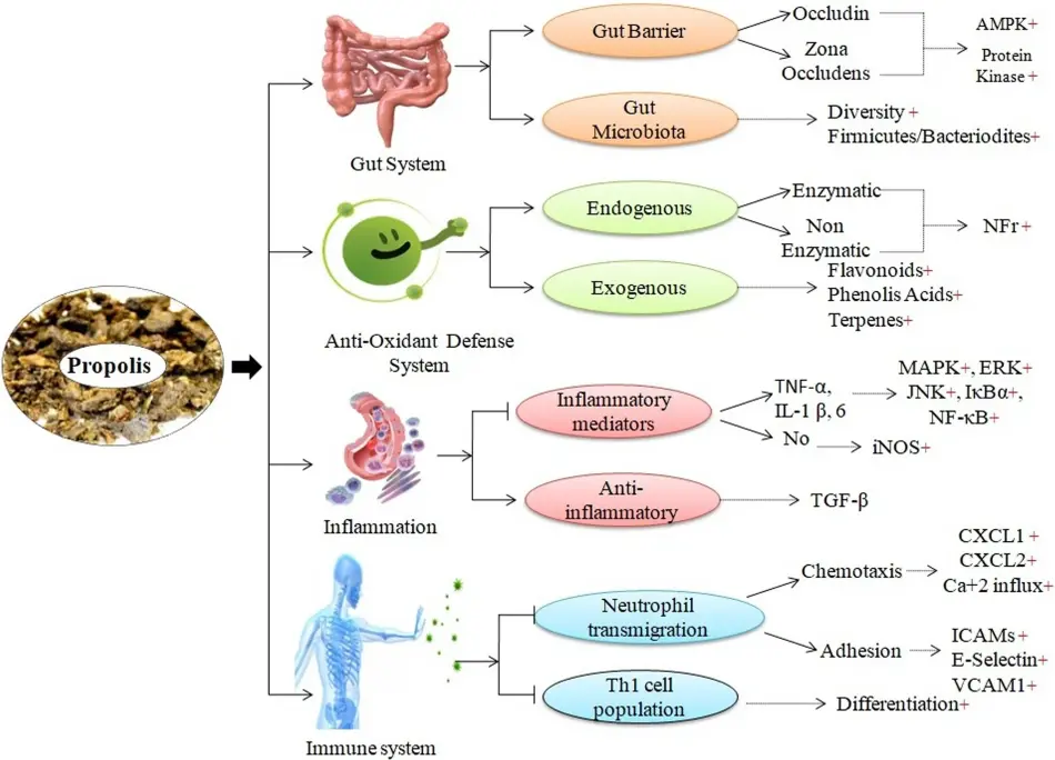 Propolis Extract Benefits