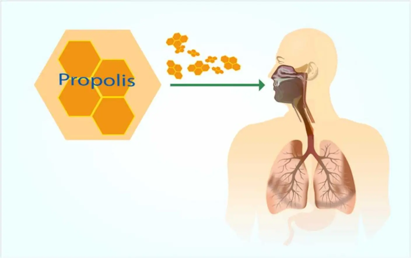 Propolis Extract Benefits Propolis Extract Benefits