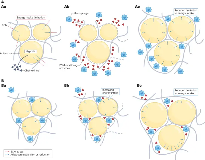 Phosphatidylserine and Weight Loss Phosphatidylserine and Weight Loss