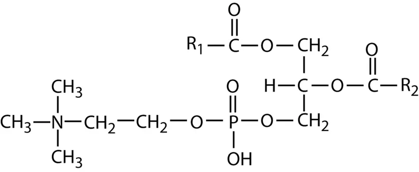 Phosphatidylcholine