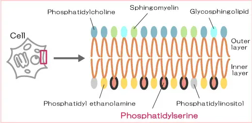 phosphatidylserine and phosphatidylcholine