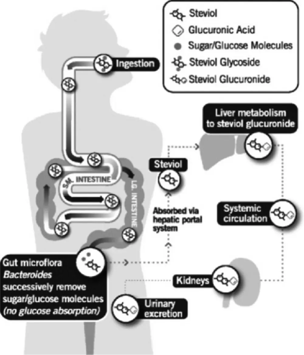 Does Stevia Leaf Extract Raise Blood Sugar? Does Stevia Leaf Extract Raise Blood Sugar?