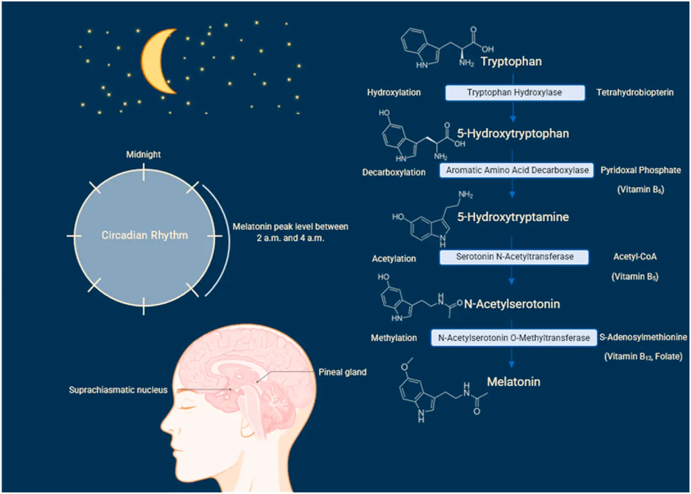 L Tryptophan Benefits
