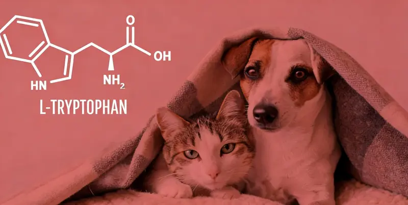 L Tryptophan Benefits