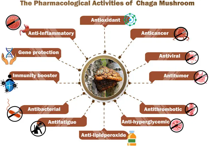 The Uses of Chaga Extract Powder