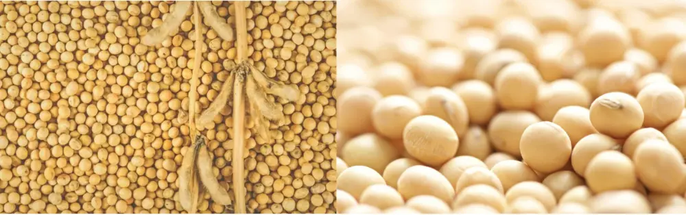 Soy Isoflavones Plant Source Soy Isoflavones Plant Source
