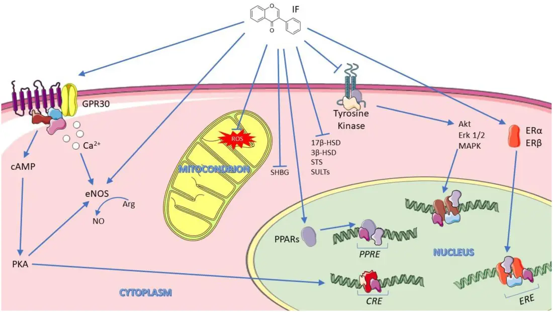 Benefits of Soy Isoflavones for Women